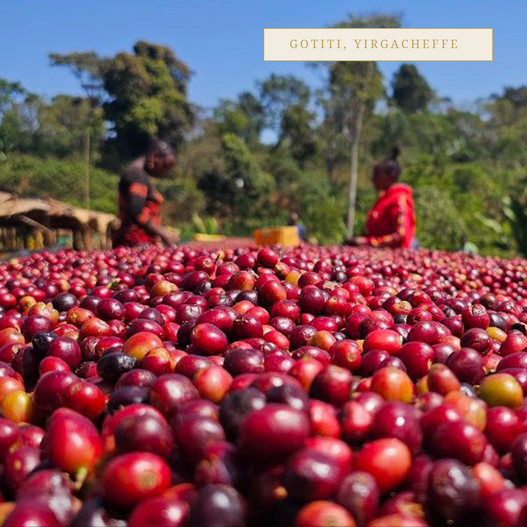 Gotiti, Ethiopia Single Origin Speciality Coffee